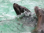 Zwei Kalifornische Seelwen beim Schwimmen im Zoo Dortmund.