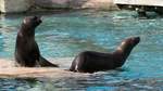Nach den Vorfhrungen drfen de Seelwen endlich wieder Schwimmen gehen im Zoo d'Amneville, 26.9.2017 