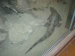 Dieses Bild zeigt einen China Alligator im Saarbrcker Zoo.