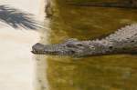 Nilkrokodil (Crocodylus niloticus) - Zoomarine Algarve, Portugal.