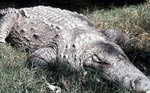  Krokodile in Panama (Sri Lanka).