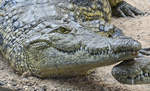 Das Sumpfkrokodil (Crocodylus palustris) ist eine Art der Echten Krokodile (Crocodylidae).