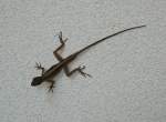 Ein kleiner Leguan (und nicht ein Gecko, wie ich ursprnglich meinte) sucht nach Insekten an der senkrechten Wand.