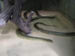 Hier habe ich eine Schlange Gelbe Anaconda Fotografiert.