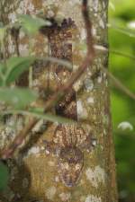 Plattschwanzgecko in perfekter Tarnung (29.10.2015, Masoalahalle Zoo Zrich)