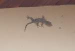 Ein Gecko (Tokeh), der bei mir an der Hauswand  klebt .