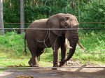 Der Elefantenbulle im Serengetipark, 9.9.15
