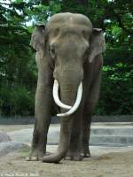 Asiatischer Elefant (Elephas maximus).