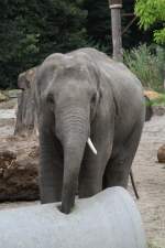 Asiatischer Elefant (Elephas maximus) bei der tglichen Beschftigung.