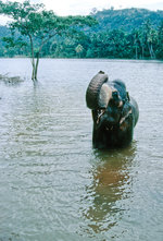 Ein asiatischer Elefant im Mahaweli Fuss bei Kandy in Sri Lanka.