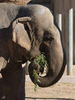 Ein Elefant geniet sein Mittagsessen.