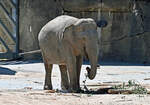 Asiatischer Elefant im Klner Zoo - 14.06.2022