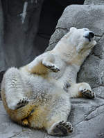 Eine relaxte Eisbrin im Zoo Aalborg.