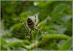 Bei einem Spaziergang am 17.09.2012 sah ich diese Wespenspinne (Argiope bruennichi)in ihrem Netz am Wegesrand.