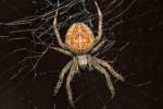 Eine scheinbar lchelnde Spinne in ihrem Netz.