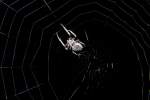 Nachtaufnahme einer Spinne am 04.06.2014,vom Blitz aufgeschreckt zieht sie sich schlagartig zurck