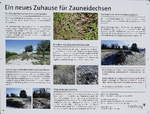 Freiburg-Lehen, Info-Tafel zu den Zauneidechsen und ihrem neu angelegten Lebensraum, Mrz 2021