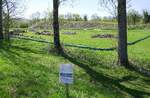 neuer, grozgiger Lebensraum fr streng geschtzten Zaun-und Mauereidechsen an der Elz, nahe Emmendingen, April 2024
