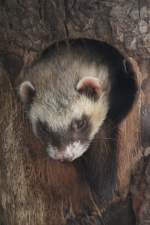 Frettchen (Mustela putorius furo) ...  Gilbert Angermann 01.06.2011