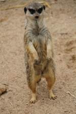 Cooles Erdm�nnchen (Suricata suricatta) ...  Gilbert Angermann 01.06.2011