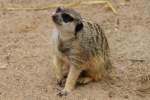 Erdm�nnchen (Suricata suricatta) am ...  Gilbert Angermann 01.06.2011