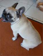 GRETCHEN - French Bulldog. ...  Oxfordian Kissuth 02.06.2011