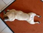 GRETCHEN - French Bulldog. ...  Oxfordian Kissuth 02.06.2011