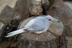 Indo-australischen Kleintauben (Geopelia) (4 Fotos)