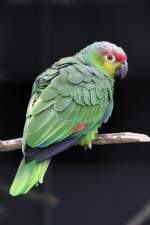 Ekuador-Amazone (Amazona autumnalis lilacina) am 2.5.2010 im Freizeitpark Memleben.  ...
