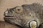 Gr�ner Leguan (Iguana iguana) ...  Gilbert Angermann 02.06.2011