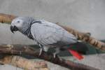 Graupapageien (Psittacus) (6 Fotos)
