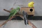 Halsbandsittiche (Psittacula krameri) in gr�n und gelb und ein Nymphensittich ...
