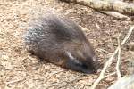 Wei�schwanz-Stachelschwein (Hystrix leucura) am ...  Gilbert Angermann 03.06.2011