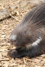 Wei�schwanz-Stachelschwein (Hystrix leucura) am ...  Gilbert Angermann 03.06.2011