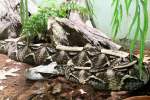 Vipern (Viperidae) (31 Fotos)