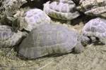 Breitrandschildkr�te (Testudo marginata) am ...  Gilbert Angermann 05.06.2011