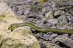 �skulapnatter (Zamenis longissimus) am ...  Gilbert Angermann 05.06.2011