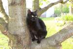 Am 21.04.11 sitzt Paulin w�hrend ihrer Lieblingsbesch�ftigung auf einem Kirschbaum. ...