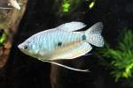 Blauer Fadenfisch ...  Gilbert Angermann 05.06.2011