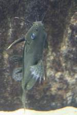 Malawi-Fiederbartwels (Synodontis ...  Gilbert Angermann 05.06.2011