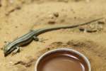 Skinke (Scincidae) (26 Fotos)