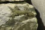 Geckos (Gekkonidae) (22 Fotos)