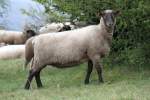 Rh�nschaf (4 Fotos)