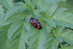 Blutzikade (Cercopis ...  Gilbert Angermann 06.06.2011