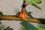 Asiatischer Marienk�fer (Harmonia axyridis) ...  Gilbert Angermann 06.06.2011
