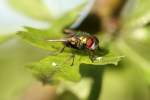 Schmei�fliegen (Calliphoridae) (3 Fotos)