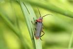 Gemeiner Weichk�fer (Cantharis fusca) ...  Gilbert Angermann 07.06.2011