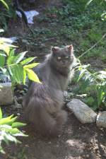 Perserkatze (1 Fotos)