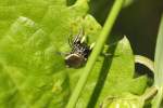 Springspinnen (Salticidae) (4 Fotos)