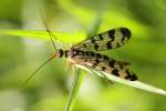Gemeine Skorpionsfliege (Panorpa communis) ...  Gilbert Angermann 07.06.2011
